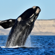 Illustration for article titled Whales Can Now Be Tracked From Space